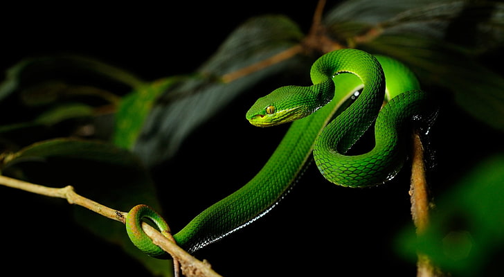 White-lipped Pit Viper Snake, green viper, Animals, Reptiles and Frogs, HD wallpaper