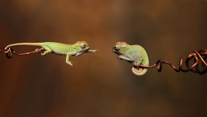 Two chameleon, 2 green geckos, HD wallpaper