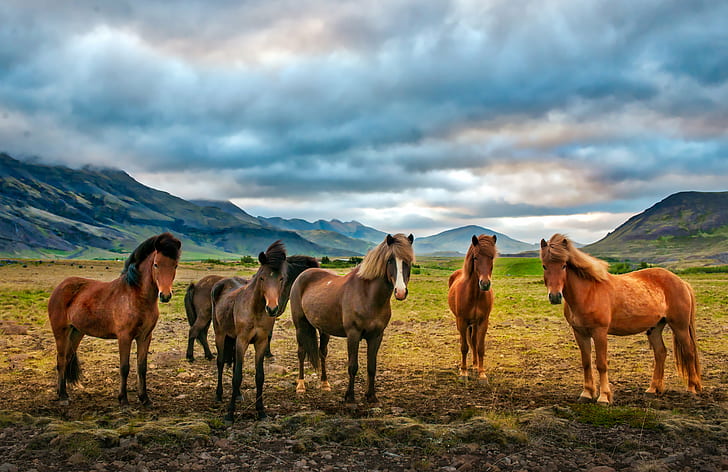six brown horse on green grass during daytime, iceland, horse, iceland, HD wallpaper