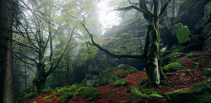 moss-covered gray rocks, nature, landscape, forest, mist, hills, HD wallpaper