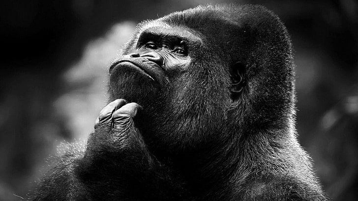 gorillas, monochrome, thinking, black, gray, primate, ape, mammal