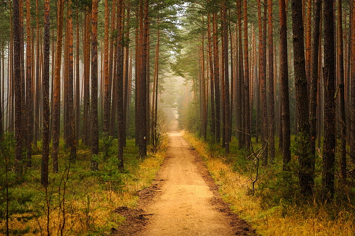 forest, path, trees, HD wallpaper