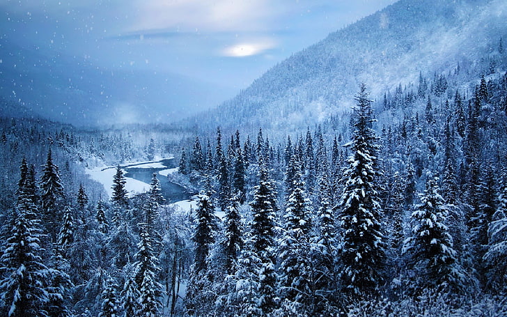 pine tree lot, winter, snow, trees, landscape, Alaska, nature, HD wallpaper
