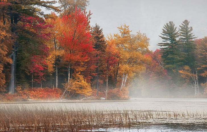 trees, landscape, Vermont, lake, nature, fall, photography