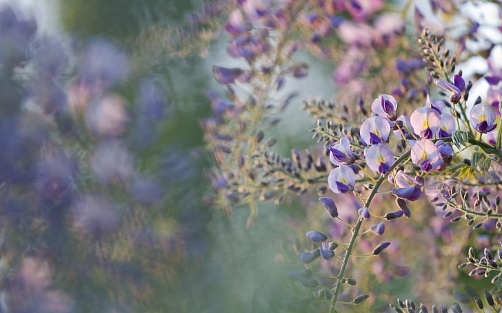 purple and white flowers, wisteria, purple flowers, depth of field, HD wallpaper