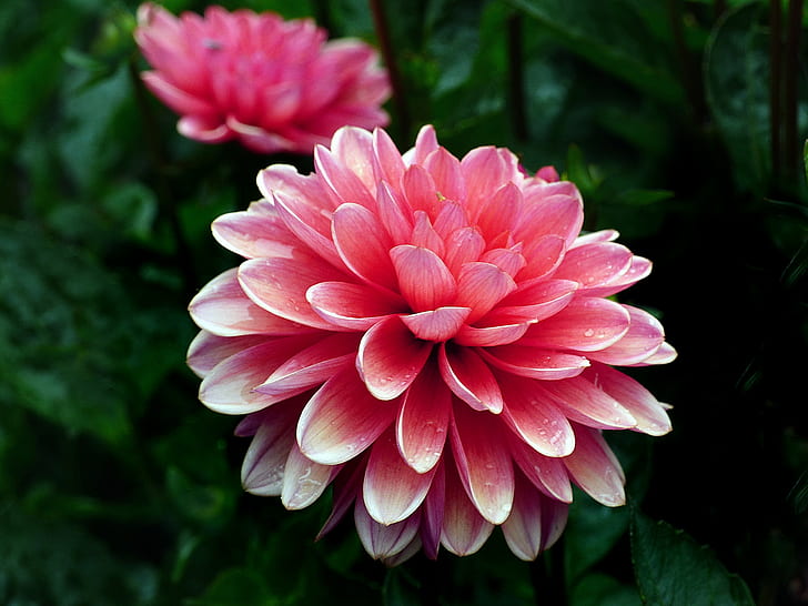 close up photography of pink petal flower, dahlia, dahlia, Terracotta, HD wallpaper