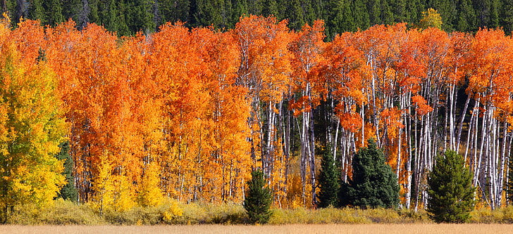 orange maple trees, colorful, fall, green, yellow, nature, autumn, HD wallpaper