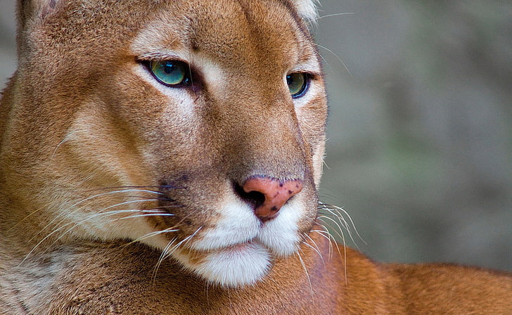 Puma, brown tiger, Animals, Wild, Photography, wild animal, close-up, HD wallpaper