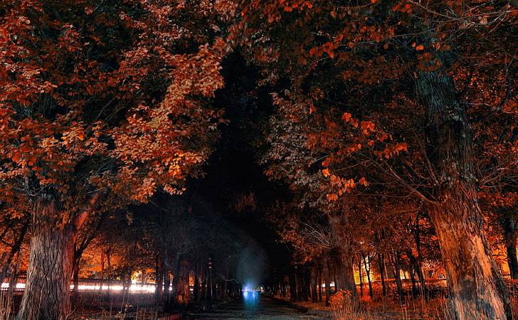 Armenia, Gyumri, orange leafed trees, Seasons, Autumn, City, Night
