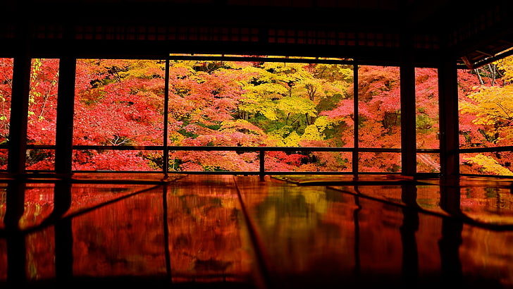 Japan, Kyoto, Asia, nature, trees, plant, no people, autumn