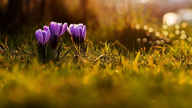 red and yellow petaled flowers, grass, crocus, purple flowers, HD wallpaper
