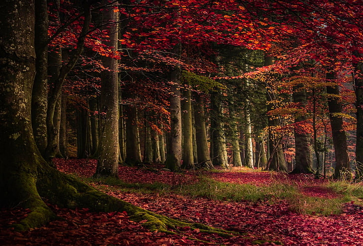red leafed trees, red tree leaves on forest during daytime, nature