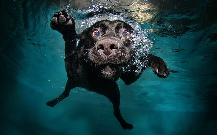 black dog underwater photography, swimming, animals, nature, bubbles, HD wallpaper