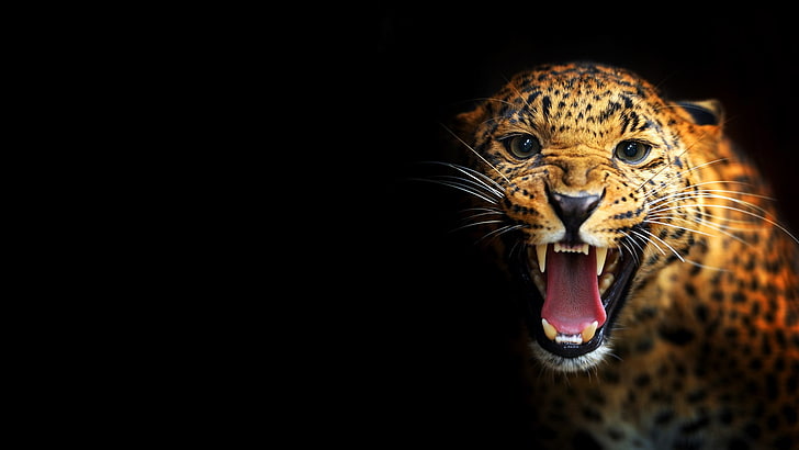 leopard pictures for desktop, one animal, animal themes, black background, HD wallpaper