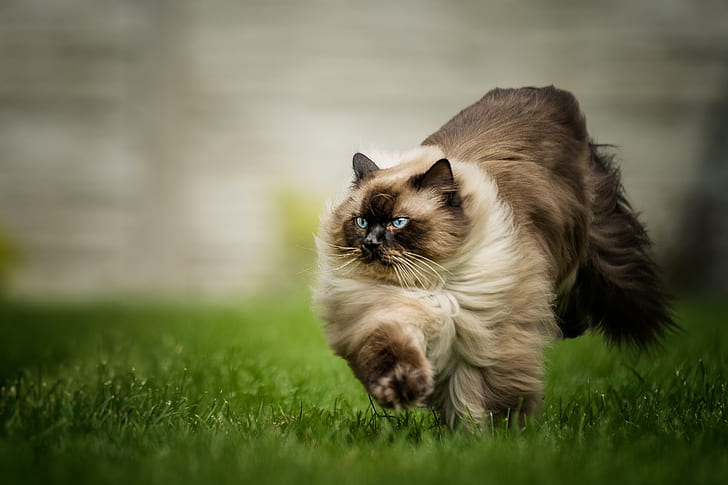cat, grass, look, pose, glade, running, tail, color, walk, blue eyes, HD wallpaper
