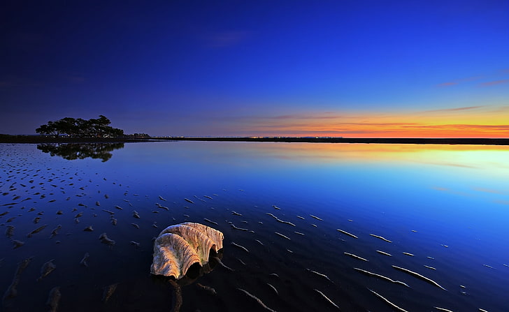 Waterscape, clam shell on body of water wallpaper, Nature, Beach