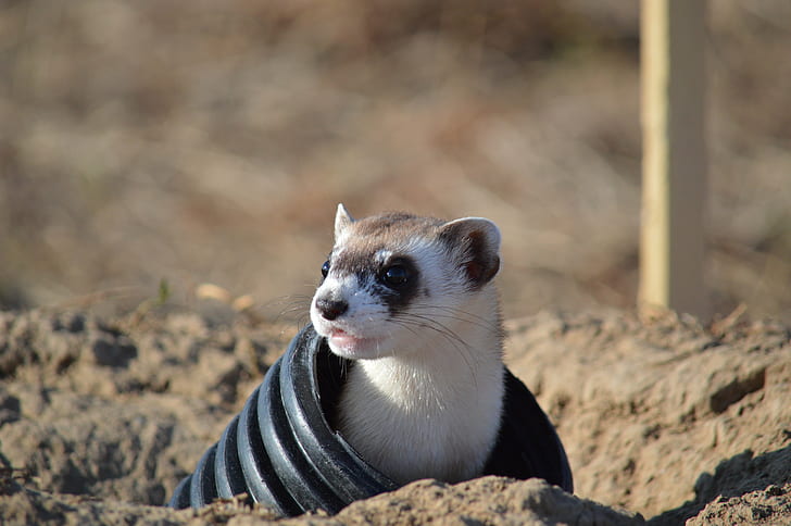 white and brown ferret on black tube at daytime, black-footed ferret, rocky mountain arsenal national wildlife refuge, black-footed ferret, rocky mountain arsenal national wildlife refuge