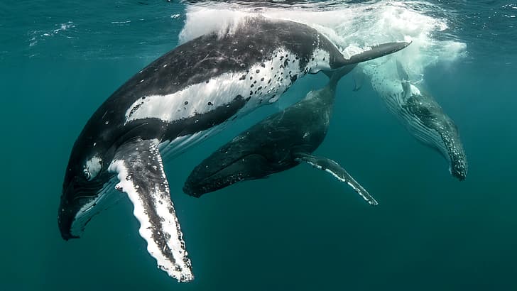 HD wallpaper: whale, animals, humpback whale, underwater, Netflix TV Series  | Wallpaper Flare