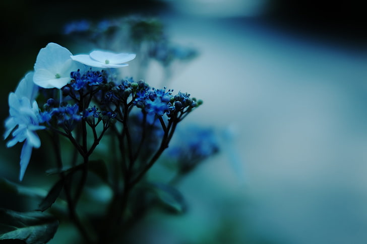 photography, macro, white flowers, leaves, road, blue flowers, HD wallpaper