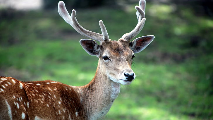 animals, 3840x2160, deer, hd, Deer s, 4K, HD wallpaper