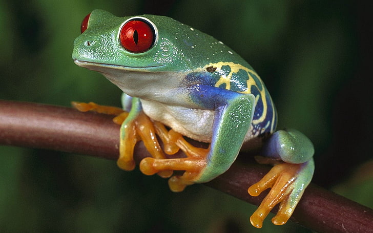 green and red tree frog, frogs, color, colorful, amphibian, animal, HD wallpaper