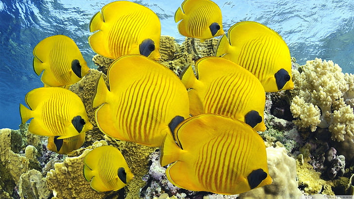HD wallpaper: fish, tropical, yellow, water, group of animals, sea, sea  life | Wallpaper Flare