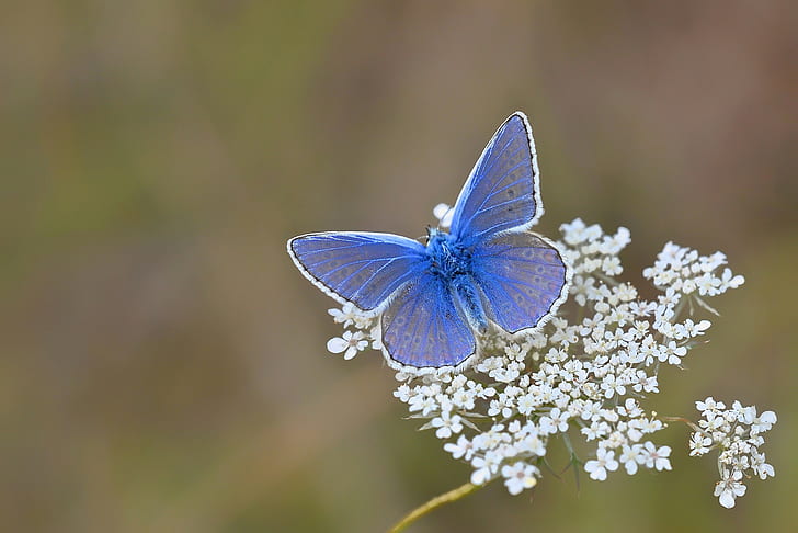 Butterfly on flower, blue butterfly, nature, HD wallpaper