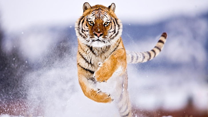 HD wallpaper: animals, Attack, snow, Tiger, animal themes, one animal,  mammal | Wallpaper Flare