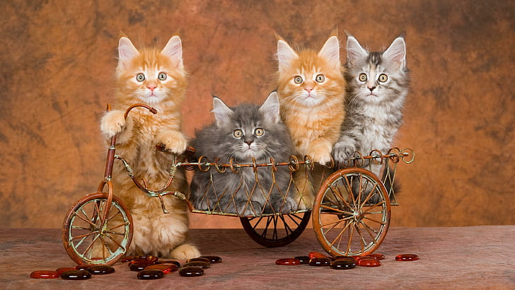 cat, bike, bicycle, whiskers, cats, kitten, kittens, kitty, HD wallpaper