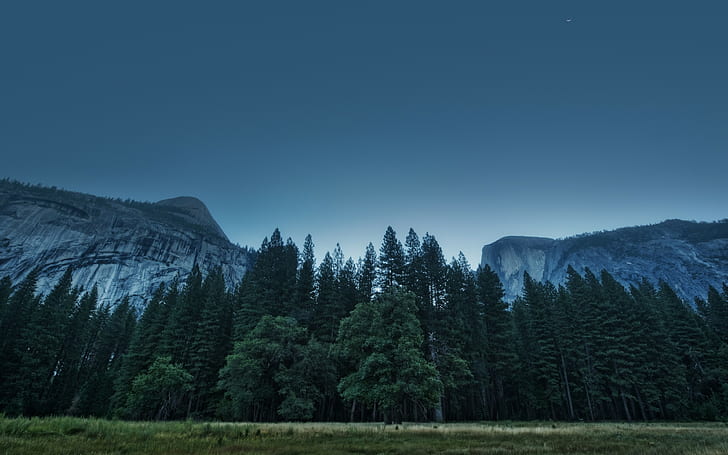 landscape, nature, pine trees, Yosemite Valley, Yosemite National Park, HD wallpaper