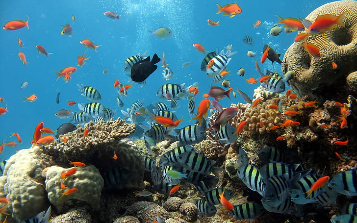 tropical fish, animals, underwater, sea life, coral, nature, HD wallpaper