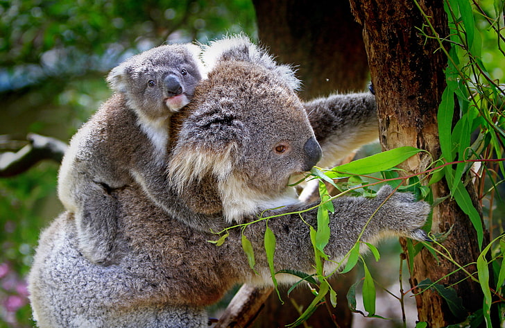 gray mother and baby koalas, tree, eucalyptus, marsupial, animal, HD wallpaper