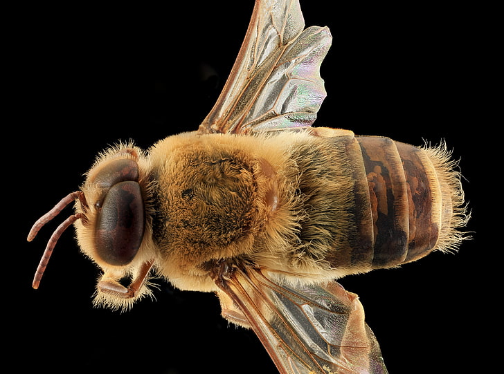 Western Honey Bee Macro, Apis Mellifera, Animals, Insects, Queen, HD wallpaper