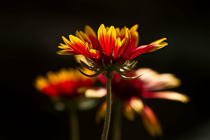 photography of red petaled flowers, Glowing, Gaillardia, floral, HD wallpaper
