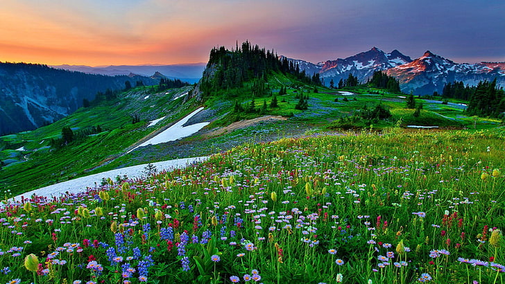 Field Of Mountain Flowers Sky Grass Lovely Ultra 3840×2160 Hd Wallpaper 1705170, HD wallpaper