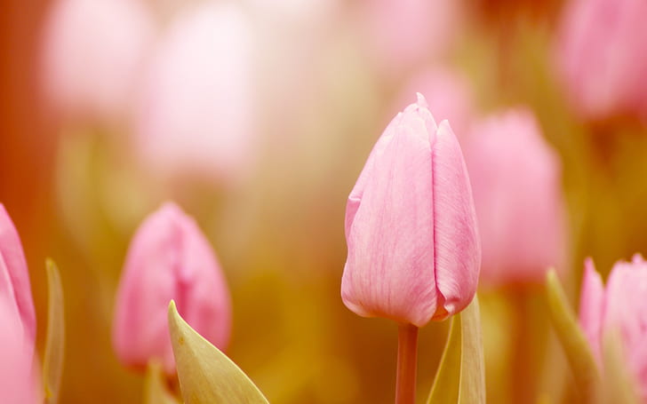 Pink tulips, flowers, buds, blur, spring