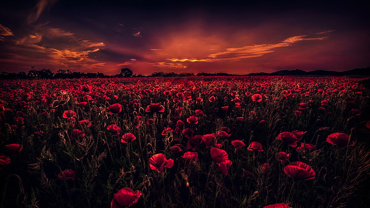 poppy field, sunset, poppies, horizon, sky, flower field