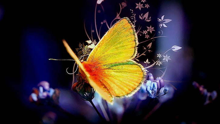 flower, butterfly, abstract, invertebrate, pollinator, insect, HD wallpaper