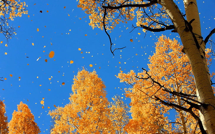 Autumn Falling Leaves, nature, HD wallpaper