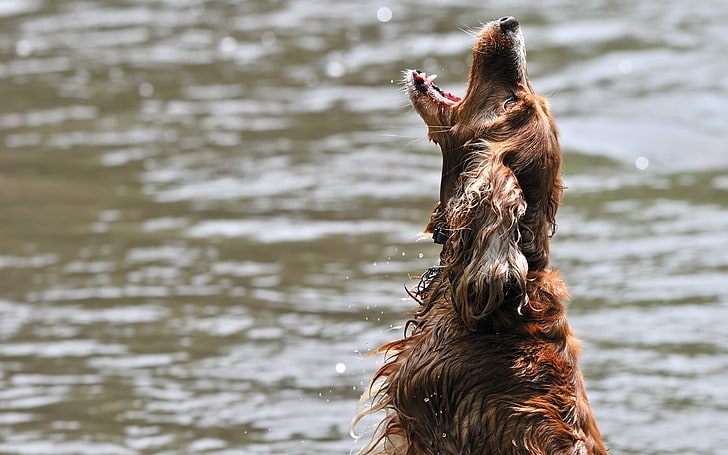 adult red Irish setter, dog, water, wet, playful, jump, open mouth