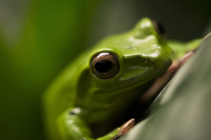 animals, amphibian, frog, macro, green color, close-up, animals in the wild, HD wallpaper