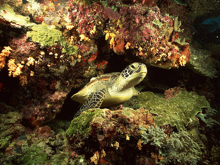 sea, underwater, turtle, coral, animals in the wild, animal themes, HD wallpaper
