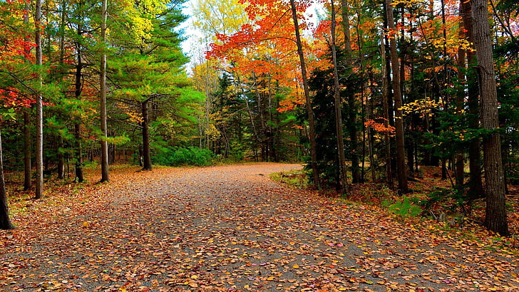 green trees, forest, fall, path, red leaves, fallen leaves, autumn, HD wallpaper