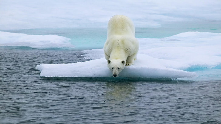 polar bear, arctic ocean, polar ice cap, melting, iceberg, sea ice