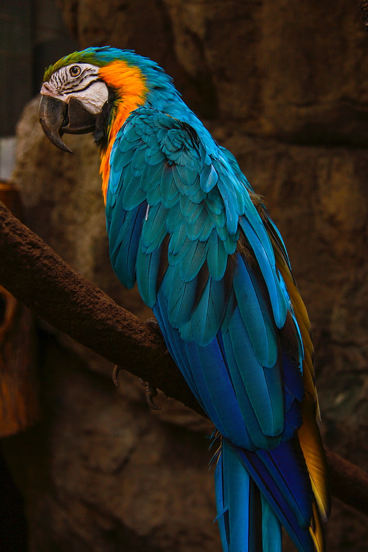 blue and yellow parrot, macaw, bird, animal, nature, beak, wildlife
