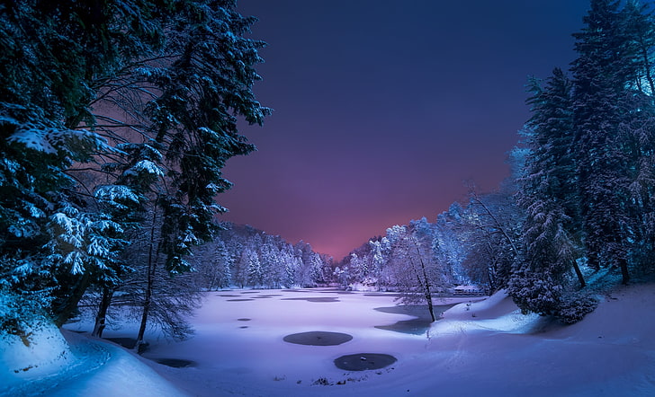 green pine tree, snow, landscape, forest, lake, night, winter