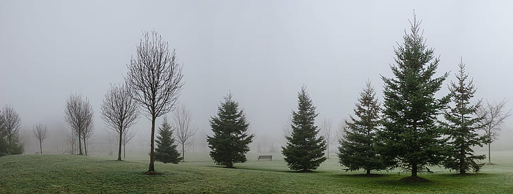 pine trees covered with fog, morning, panorama, mist, misty, Ontario, HD wallpaper