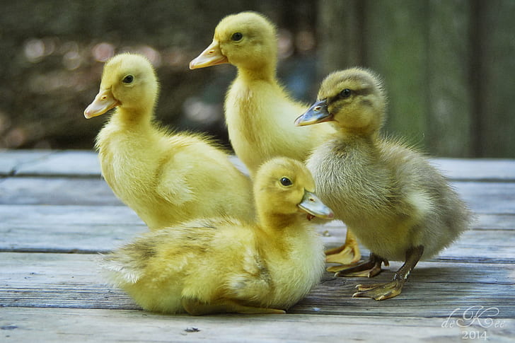 four ducklings on brown wood surface during daytime, Farm, chicken