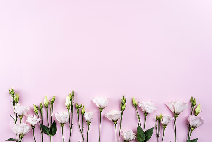 flowers, white, pink background, chrysanthemum, beautiful, romantic, HD wallpaper