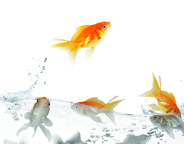 red fishes, traffic, water, goldfish, animal, pets, nature, underwater, HD wallpaper